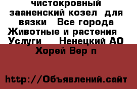 чистокровный зааненский козел  для вязки - Все города Животные и растения » Услуги   . Ненецкий АО,Хорей-Вер п.